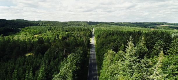 Grøn skov med asfalteret vej i midten