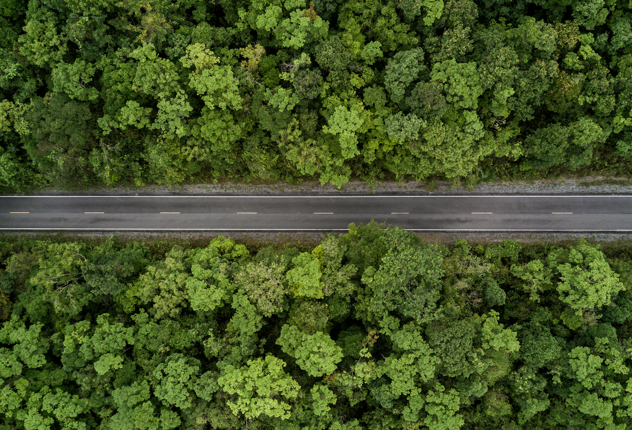 Asfalteret vej i grønt landskab